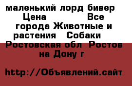 маленький лорд бивер › Цена ­ 10 000 - Все города Животные и растения » Собаки   . Ростовская обл.,Ростов-на-Дону г.